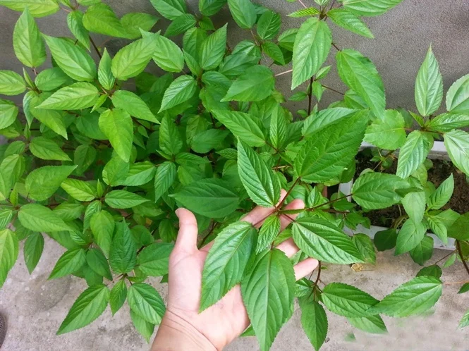 Cây dại mọc bờ rào thành đặc sản nổi tiếng giá 40.000 đồng/kg, trồng 2 tháng cho thu hoạch, tốt cho sức khỏe - 4