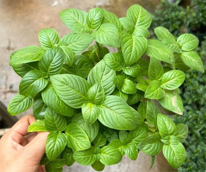 Cây dại mọc bờ rào nay thành đặc sản nổi tiếng, trồng 60 ngày cho thu hoạch, giá 65.000 đồng/kg được ưa chuộng ở thành phố - 1