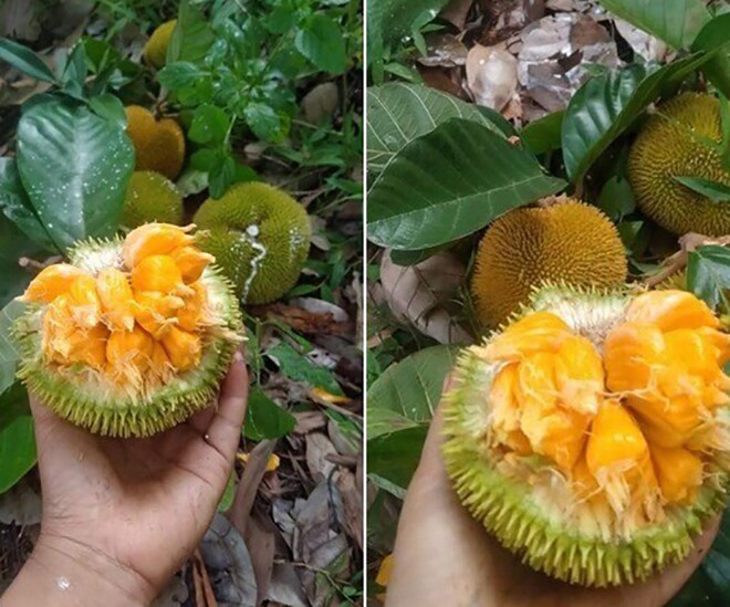 Loại quả xưa chín rụng đầy nay thành đặc sản 75.000 đ/kg, trồng một lần thu hoạch nhiều năm, du khách thích thú - 1