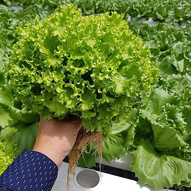 Loại rau tốt trên thế giới được trồng bạt ngàn ở Việt Nam, chỉ 30 ngày cho thu hoạch bán chỉ 20.000 đ/kg, tốt cho sức khỏe - 3