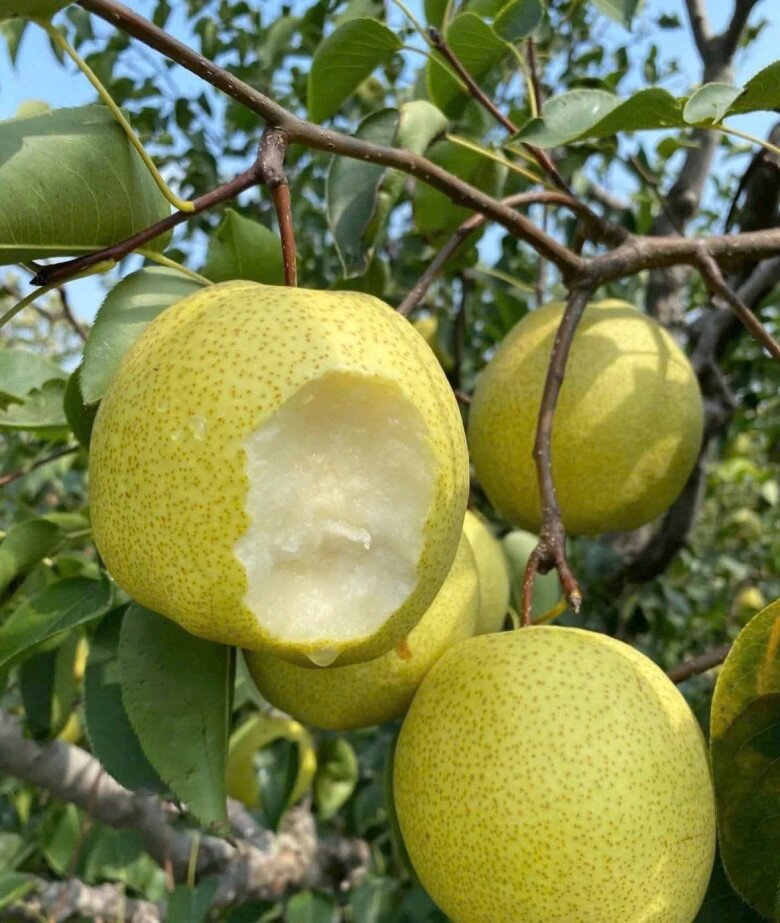 Loại quả tốt trên thế giới, Việt Nam trồng bạt ngàn thành đặc sản giá 70.000 đ/kg, thu hoạch nhiều năm - 3