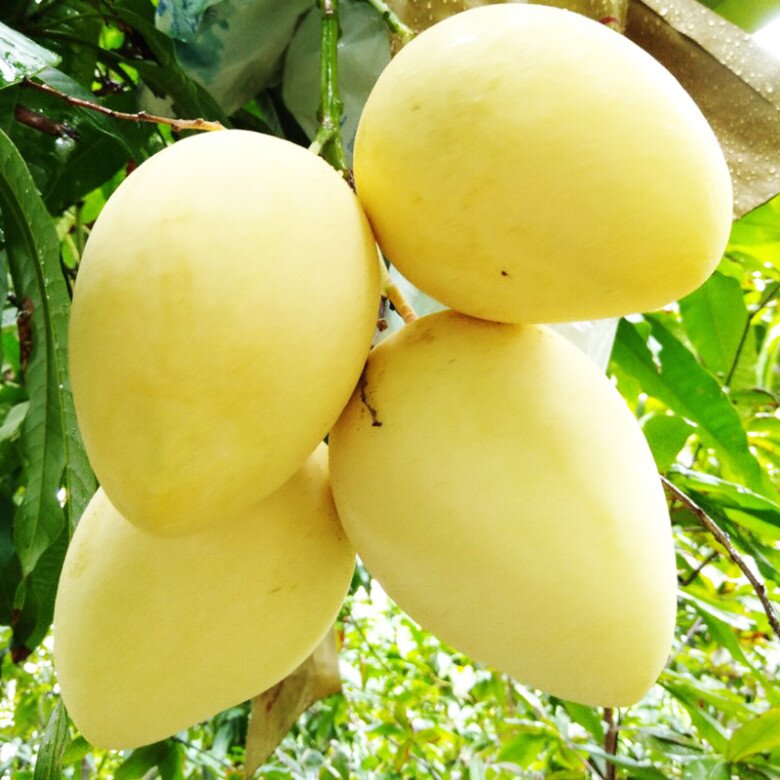Loại quả xưa chín rụng đầy, nay thành đặc sản được ưa chuộng giá 90.000 đ/kg, trồng một lần thu hoạch nhiều năm - 3