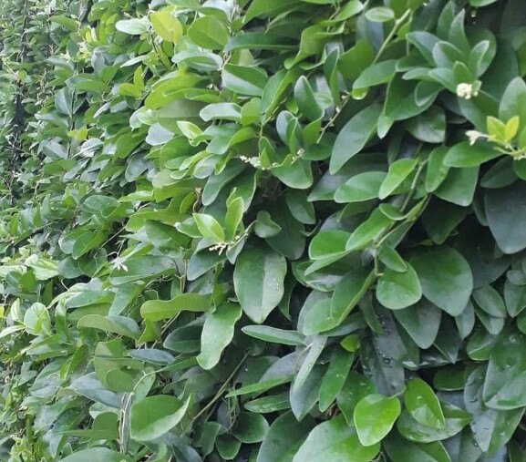 Cây dại mọc bờ rào nay thành đặc sản được ưa chuộng ở thành phố, trồng một lần thu hoạch nhiều năm, 200.000 đồng/kg - 5