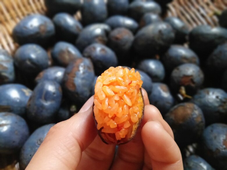 Loại quả xưa chín rụng đầy chỉ dành cho amp;#34;người nghèoamp;#34;, nay thành đặc sản giá 150.000 đ/kg, trồng một lần thu hoạch nhiều năm - 2