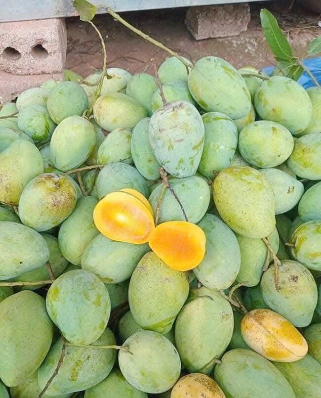 Loại quả xưa chín rụng đầy nay thành đặc sản giá 40.000 đ/kg, trồng một lần thu hoạch nhiều năm, tốt cho sức khỏe - 2