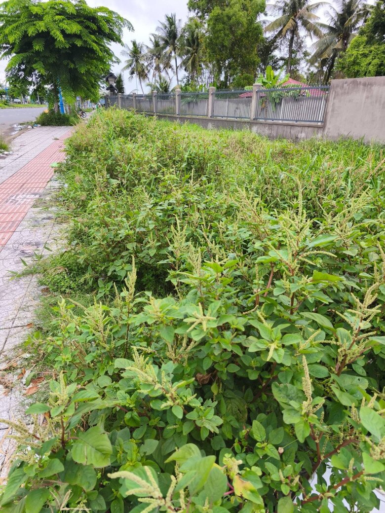 Cây dại mọc bờ rào nay làm thành đặc sản nổi tiếng, trồng 35 ngày cho thu hoạch, giá 80.000 đồng/kg được ưa chuộng ở thành phố - 2