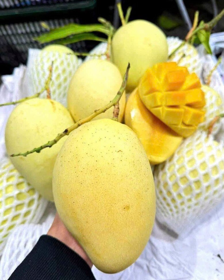 Loại quả xưa chín rụng đầy, nay thành đặc sản được ưa chuộng giá 90.000 đ/kg, trồng một lần thu hoạch nhiều năm - 2