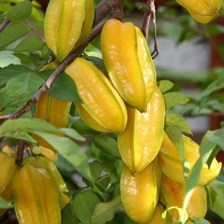 Loại quả mọc bờ rào xưa chín rụng đầy nay thành đặc sản 45.000 đ/kg, trồng một lần thu hoạch nhiều năm, được ưa chuộng ở thành phố - 3