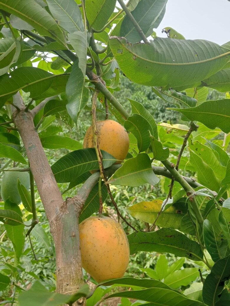 Loại quả xưa chín rụng đầy nay thành đặc sản giá 40.000 đ/kg, trồng một lần thu hoạch nhiều năm, tốt cho sức khỏe - 3
