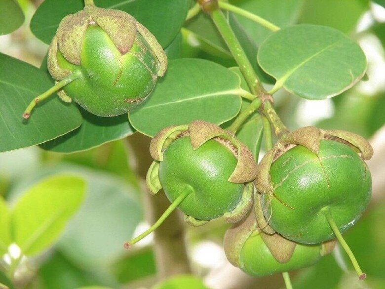 Loại quả xưa chín rụng đầy chỉ dành cho amp;#34;người nghèoamp;#34;, nay thành đặc sản giá 140.000 đ/kg, trồng một lần thu hoạch nhiều năm - 2