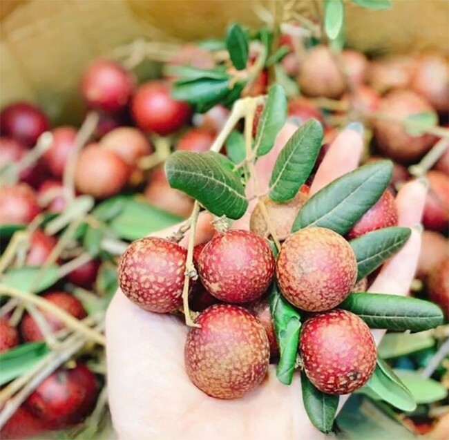Loại quả mọc bờ rào xưa không ai biết đến nay thành đặc sản 65.000 đ/kg, trồng một lần thu hoạch nhiều năm, người thành phố ưa chuộng - 2