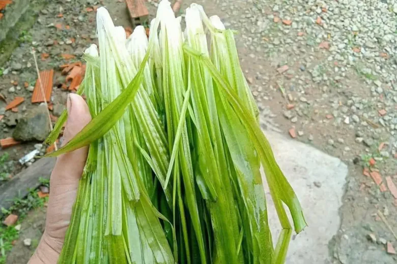 Cây dại mọc bờ mương nay thành đặc sản nổi tiếng, trồng 45 ngày cho thu hoạch, giá 60.000 đồng/kg được người thành phố ưa chuộng - 2