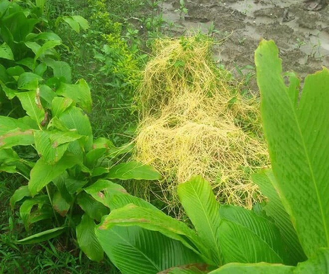 Cây dại mọc bờ rào nay thành đặc sản nổi tiếng, giá 60.000 đ/kg được người thành phố ưa chuộng, thu hái quanh năm - 1