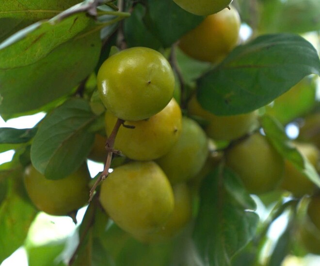 Loại quả xưa chín rụng đầy gốc nay thành đặc sản 130.000 đ/kg, trồng một lần thu hoạch nhiều năm, người thành phố ưa chuộng - 1