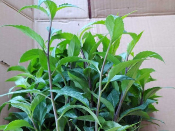 Cây dại mọc bờ rào nay thành đặc sản nổi tiếng, trồng 3 tháng cho thu hoạch, giá 100.000 đồng/kg được ưa chuộng ở thành phố