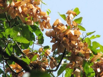 Loại quả xưa chín rụng đầy gốc, nay thành đặc sản ở thành phố giá 400.000 đ/kg, trồng một lần thu hoạch nhiều năm