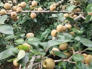 Loại quả lọt top tốt trên thế giới có ở Lai Châu, là đặc sản nổi tiếng khắp nơi giá 65.000 đ/kg, trồng một lần thu hoạch nhiều năm