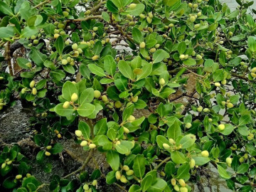 Loại quả xưa chín rụng đầy gốc, nay thành đặc sản ở thành phố giá 80.000 đ/kg, trồng một lần thu hoạch nhiều năm
