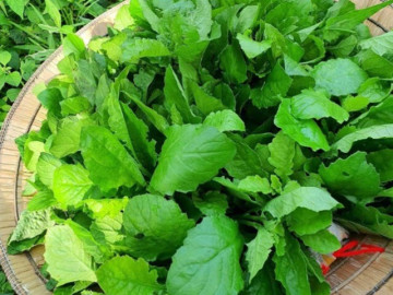 Cây dại mọc bờ rào nay thành đặc sản nổi tiếng, trồng 2 tháng cho thu hoạch, giá 60.000 đồng/kg được người thành phố ưa chuộng