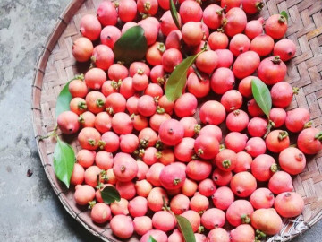 Tin tức - Loại quả xưa chín rụng đầy gốc, nay thành đặc sản được ưa chuộng giá 60.000 đ/kg, trồng một lần thu hoạch nhiều năm