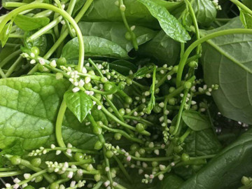 Sức khỏe - Món nhà nghèo xưa ăn đến chán ngán, nay thành đặc sản khoái khẩu được ưa chuộng giá 50.000 đ/kg, tốt cho sức khỏe