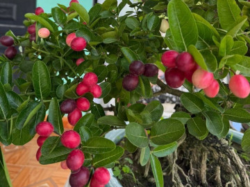 Cây ăn quả quen thuộc lên chậu thành bonsai đẹp lạ, được săn lùng vì ý nghĩa phong thủy, có cây giá chục triệu đồng