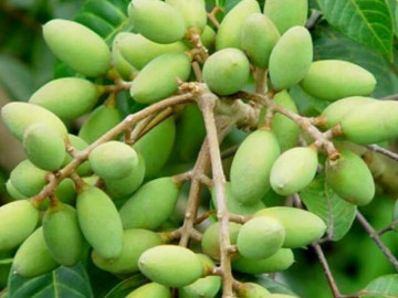 Loại quả xưa chín rụng chỉ dành cho "người nghèo", nay thành đặc sản giá 120.000 đ/kg, trồng một lần thu hoạch nhiều năm