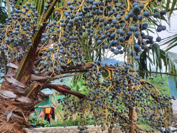 Loại quả xưa chín rụng đầy chỉ dành cho "người nghèo", nay thành đặc sản giá 150.000 đ/kg, trồng một lần thu hoạch nhiều năm