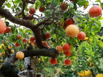 Sức khỏe - Loại quả lọt top tốt trên thế giới, ở Việt Nam giá rẻ bất ngờ, thành đặc sản được ưa chuộng tốt cho sức khỏe
