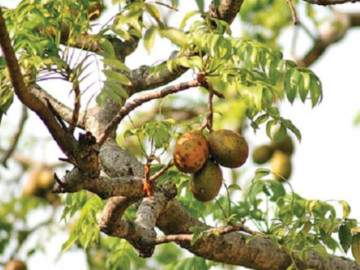 Loại quả mọc bờ rào xưa chín rụng đầy, nay thành đặc sản được ưa chuộng giá 120.000 đ/kg, trồng một lần thu hoạch nhiều năm