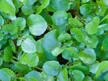 Sức khỏe - Cây rau nước Mỹ chấm 10 điểm được bán đầy chợ từ 10.000 đ/kg, trồng 45 ngày cho thu hoạch, thành đặc sản tốt cho sức khỏe