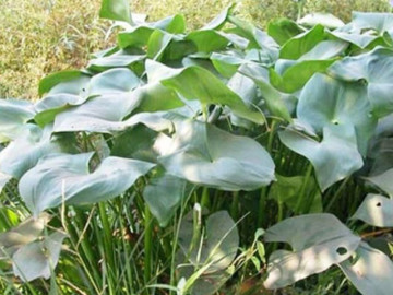 Tin tức - Cây dại mọc bờ mương nay thành đặc sản nổi tiếng, trồng 45 ngày cho thu hoạch, giá 75.000 đồng/kg được người thành phố ưa chuộng