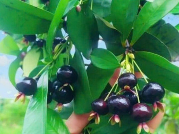 Loại quả lọt top tốt trên thế giới có ở Khánh Hòa, là đặc sản nổi tiếng giá 200.000 đ/kg, trồng một lần thu hoạch nhiều năm