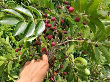 Loại quả xưa chín rụng đầy gốc, nay thành đặc sản ở thành phố giá 35.000 đ/kg, trồng một lần thu hoạch nhiều năm