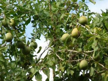 Loại quả mọc bờ rào xưa chín rụng đầy gốc, nay thành đặc sản ở thành phố giá 100.000 đ/kg, trồng một lần thu hoạch nhiều năm