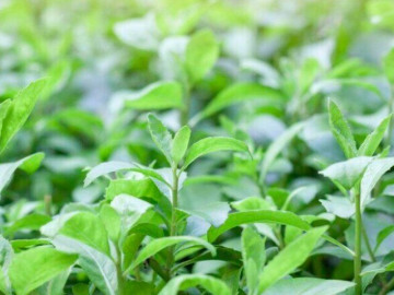 Cây mọc bờ rào thành đặc sản nổi tiếng khắp nơi, giá 60.000 đ/kg được ưa chuộng, trồng một lần hái bán quanh năm
