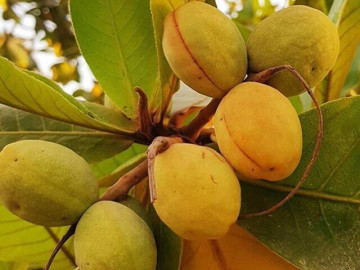 Sức khỏe - Loại quả xưa chín rụng đầy nay thành đặc sản giá 500.000 đ/kg, trồng một lần thu hoạch nhiều năm, tốt cho sức khỏe