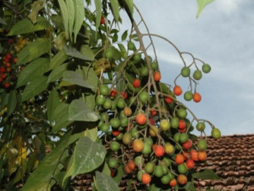 Loại quả mọc bờ rào xưa chín rụng đầy, nay thành đặc sản được ưa chuộng giá 50.000 đ/kg, trồng một lần thu hoạch nhiều năm