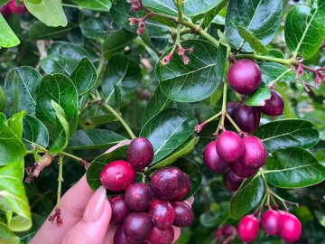 Sức khỏe - Loại quả xưa chín rụng đầy nay thành đặc sản giá 90.000 đ/kg, trồng một lần thu hoạch nhiều năm, tốt cho sức khỏe