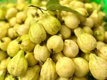 Loại quả mọc bờ rào xưa chín rụng đầy, nay thành đặc sản được ưa chuộng giá 60.000 đ/kg, trồng một lần thu hoạch nhiều năm