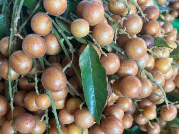 Đang vào chính vụ, loại quả vàng óng giá chỉ từ 30.000 đồng/kg vừa giải nhiệt vừa hỗ trợ giảm ho, chọn thế nào mới ngon?