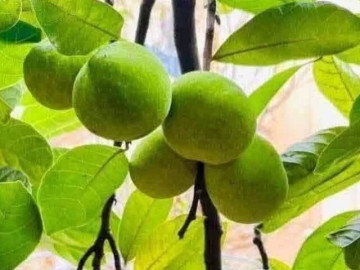 Loại quả mọc bờ rào xưa chín rụng chỉ dành cho "người nghèo", nay thành đặc sản giá 200.000 đ/kg, trồng một lần thu hoạch nhiều năm