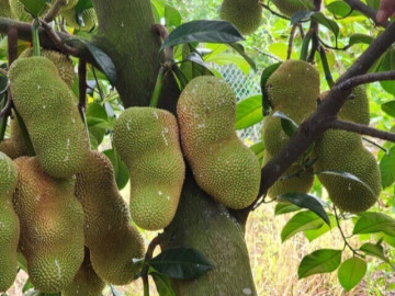 Loại quả xưa ít người biết đến, nay thành đặc sản nổi tiếng khắp nơi giá 80.000 đ/kg, trồng một lần thu hái nhiều năm