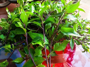 Cây dại mọc bờ rào nay thành đặc sản nổi tiếng, trồng 2 tháng cho thu hoạch, giá 80.000 đồng/kg được người thành phố ưa chuộng