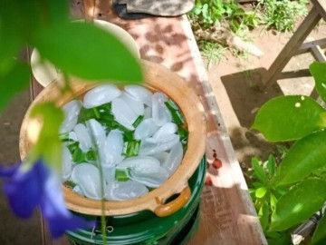 Loại quả xưa chín rụng đầy nay thành đặc sản giá 200.000 đ/kg, trồng một lần thu hoạch nhiều năm, tốt cho sức khỏe