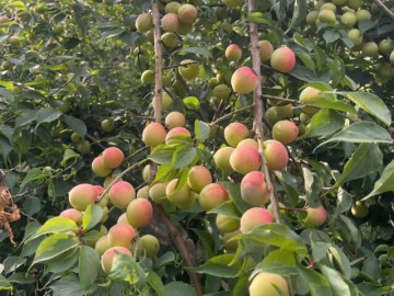Loại quả xưa chín rụng đầy gốc, nay thành đặc sản ở thành phố giá 90.000 đ/kg, trồng một lần thu hoạch nhiều năm