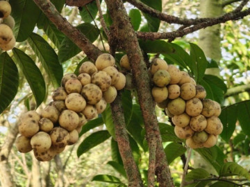 Sức khỏe - Loại quả xưa chín rụng đầy nay thành đặc sản giá 90.000 đ/kg, trồng một lần thu hoạch nhiều năm, tốt cho sức khỏe