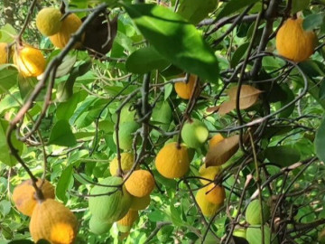Loại quả xưa chín rụng đầy nay thành đặc sản giá 150.000 đ/kg, trồng một lần thu hoạch nhiều năm, người thành phố thích mê
