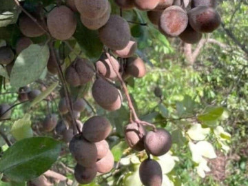 Loại quả xưa chín rụng đầy nay thành đặc sản giá 70.000 đ/kg, trồng một lần thu hoạch nhiều năm, người thành phố thích mê