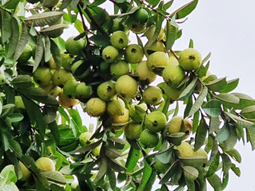 Loại quả mọc bờ rào xưa chín rụng đầy, nay thành đặc sản được ưa chuộng giá 40.000 đ/kg, trồng một lần thu hoạch nhiều năm